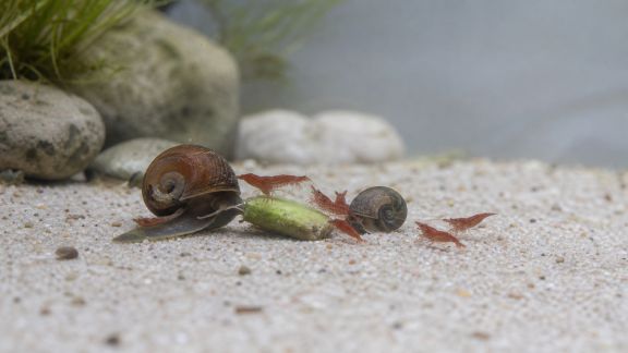 Bien nourrir les escargots et autres détritivores du bac