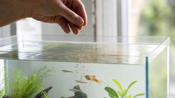 Éviter les erreurs courantes lors du nourrissage en aquarium communautaire