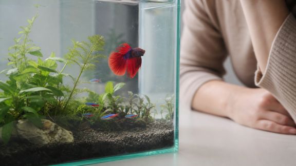 Quand consulter un vétérinaire spécialiste pour ses poissons d’aquarium