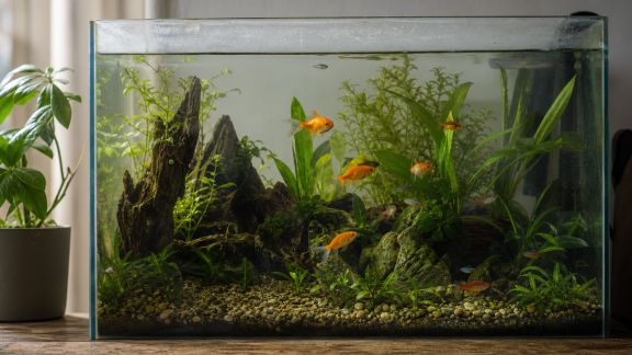Les avantages d’un entretien régulier sur la santé des habitants aquatiques