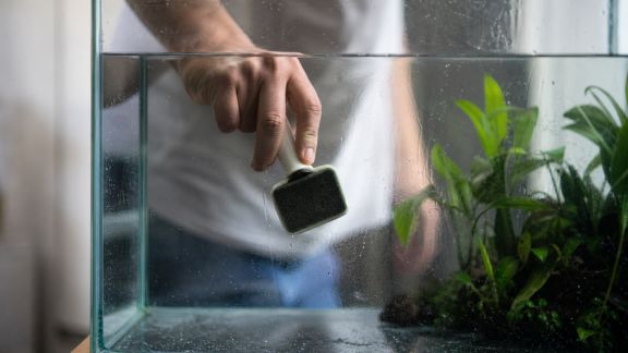 Pourquoi nettoyer efficacement les vitres de son aquarium fait vraiment la différence