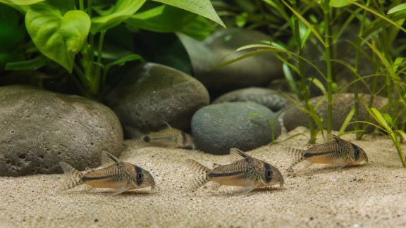 Intégrer des poissons de fond : intérêts et précautions à connaître