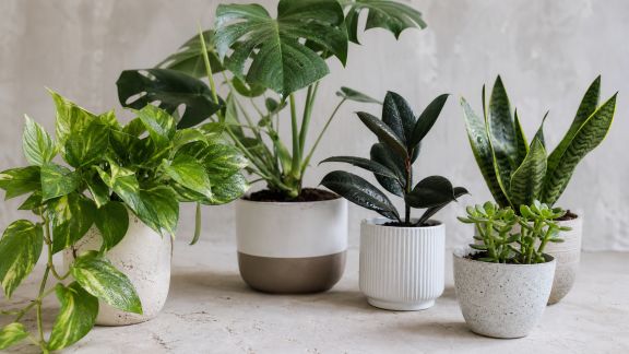 Sélection de plantes robustes pour un décor verdoyant sans effort