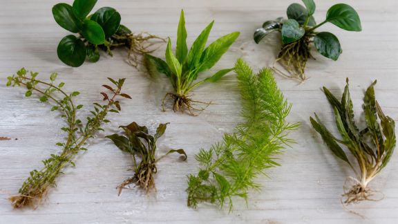 Conseils pratiques pour sélectionner ses premières plantes aquatiques