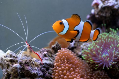 Bien choisir la faune récifale idéale pour cohabiter dans un même environnement