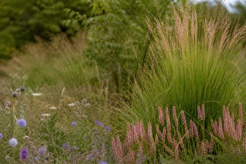 Créer un espace naturel et équilibré grâce à la diversité végétale