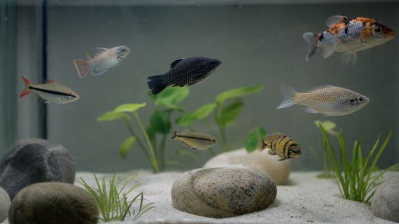 Prévenir le stress par le choix adapté des compagnons d’aquarium