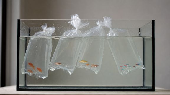 Comment acclimater ses premiers poissons en toute sécurité ?
