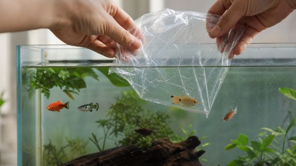 Guide pratique pour réussir l’acclimatation sans stress des poissons