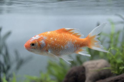 Maladies virales des poissons : symptômes et bonne conduite à tenir