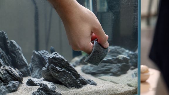 Éviter les algues indésirables grâce à un nettoyage malin des décors