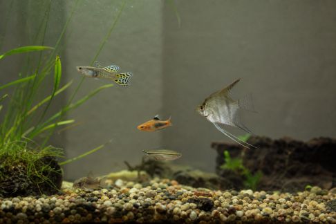Décrypter les comportements sociaux pour mieux choisir ses poissons