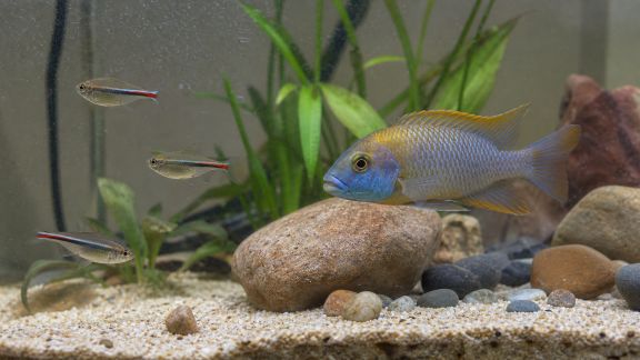 Réussir la cohabitation entre poissons paisibles et territoriaux