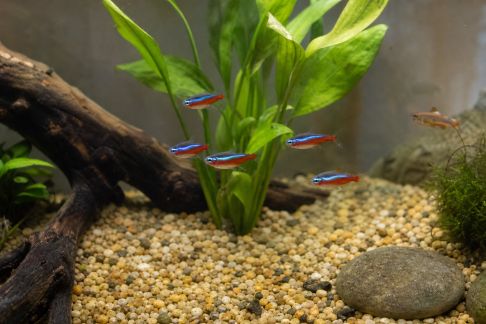 Comprendre les besoins alimentaires des poissons d’aquarium pour éviter les carences