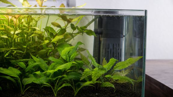 Cinq critères à vérifier avant d’installer un filtre dans son aquarium