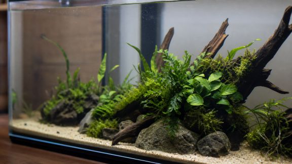 Comment utiliser les épiphytes pour dynamiser votre composition aquatique
