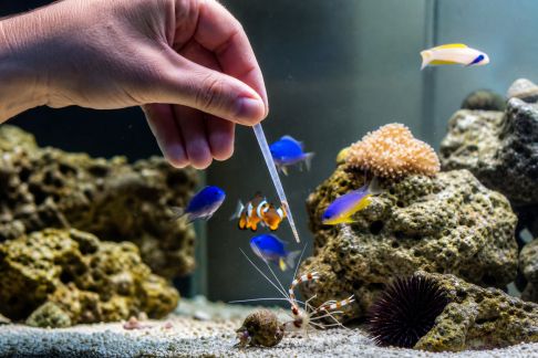 Zoom sur les nourrissages adaptés aux poissons et invertébrés du récif