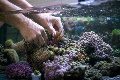 Entretien hebdomadaire d’un aquarium récifal : étapes et conseils pratiques