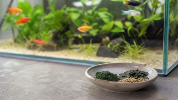 Quels compléments naturels privilégier pour renforcer la vitalité des poissons