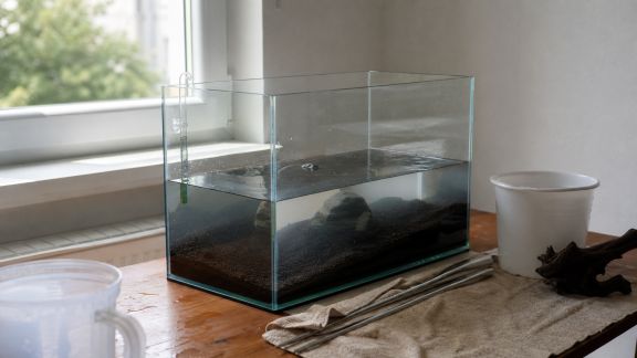 Six erreurs fréquentes lorsqu’on installe son premier aquarium