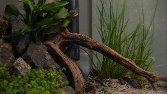 Six techniques pour masquer efficacement le matériel dans le décor aquatique
