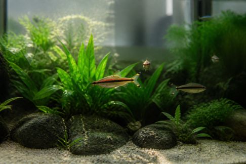 Adapter l’éclairage de l’aquarium au rythme naturel des poissons