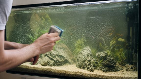 Les 7 erreurs fréquentes qui favorisent l’apparition de maladies aquatiques