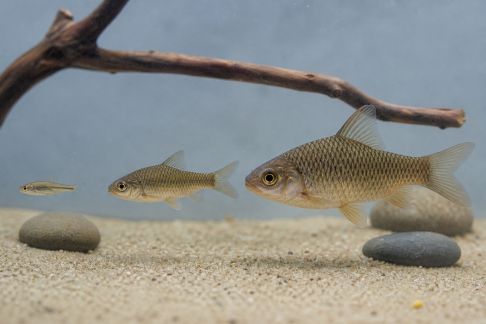Pourquoi les besoins alimentaires changent avec l’âge des poissons