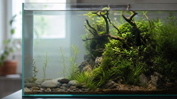 Réussir la transition d’un agencement simple vers un aquascaping complexe