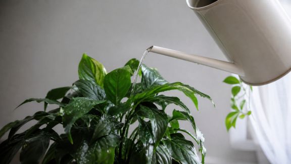 Astuce pratique : rincer les plantes sans perturber l’équilibre du milieu