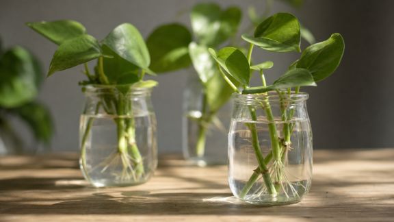 Tout sur la multiplication des plantes par bouturage sous l’eau