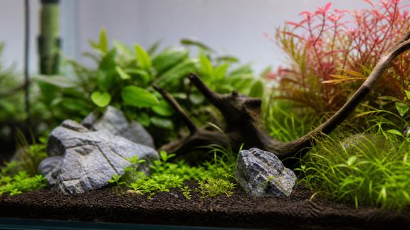 Inspirations végétales : choisir les plantes adaptées au hardscape de votre bac