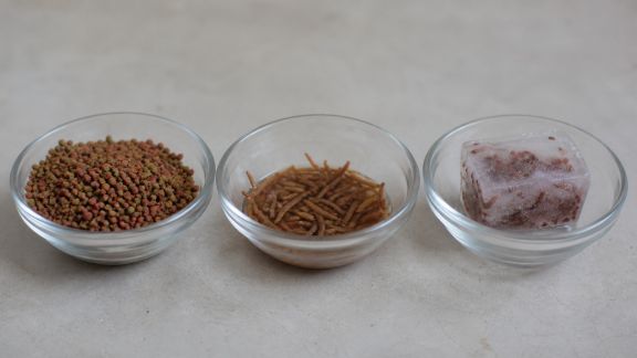 Comparatif entre nourriture sèche, vivante et congelée en aquariophilie