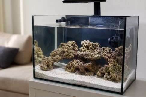 Démarrer en récifal : les étapes clés pour un premier aquarium réussi