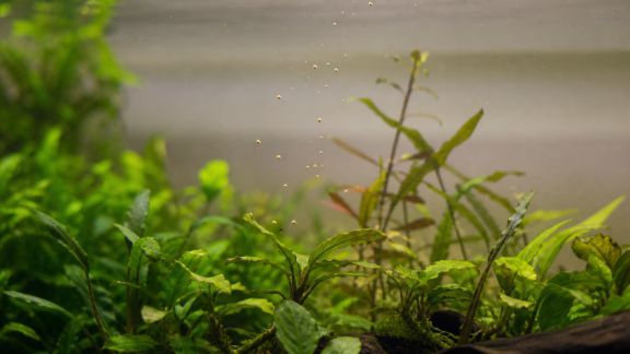 L’influence du nourrissage sur la santé des plantes aquatiques et l’équilibre du bac