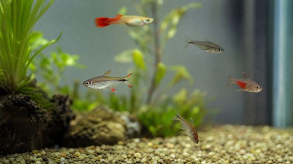 Pourquoi l’observation des comportements peut éviter des épidémies dans l’aquarium