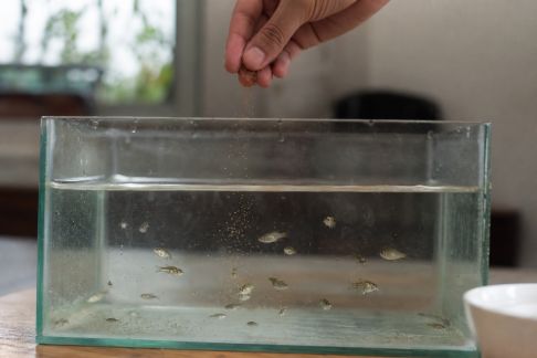 L’alimentation des alevins : étapes clés pour une croissance optimale
