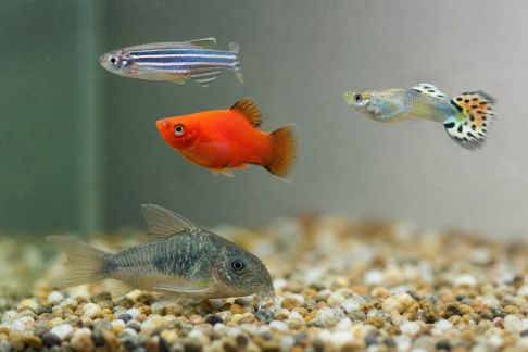 Top 7 des poissons robustes conseillés pour les débutants