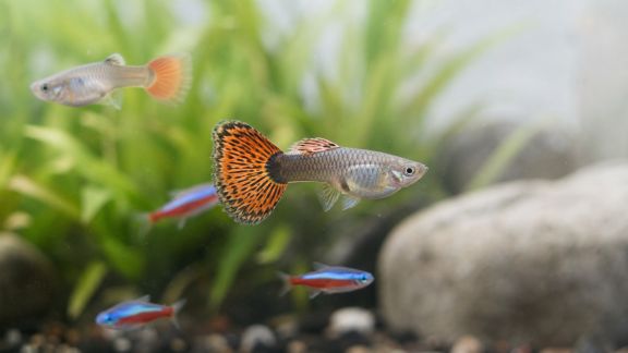 Différencier les parasites courants des affections fongiques en aquariophilie