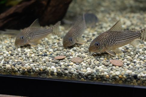 Adapter les portions pour les poissons de fond : conseils pratiques