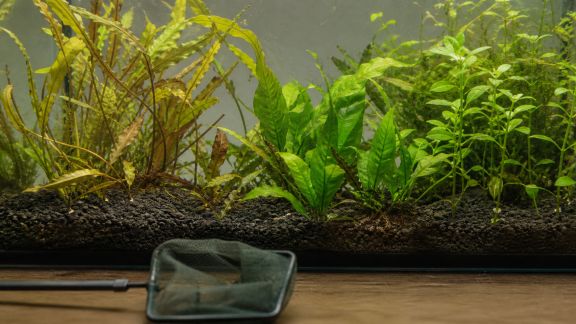 Quand et comment remplacer ses plantes vieillissantes en aquarium