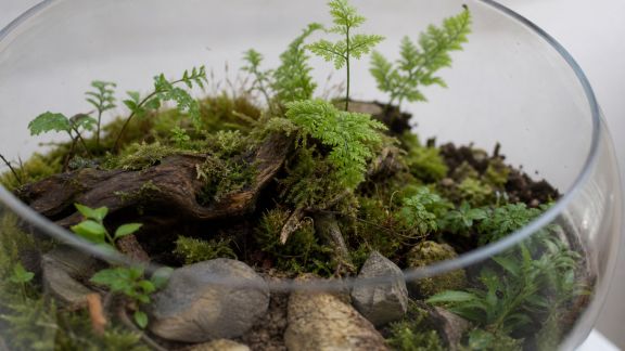 S’inspirer de la nature : reproduire un sous-bois en miniature dans son bac
