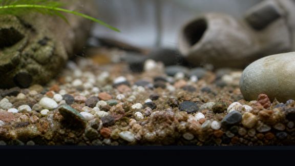 Ce que révèle l’observation du fond de l’aquarium sur sa propreté
