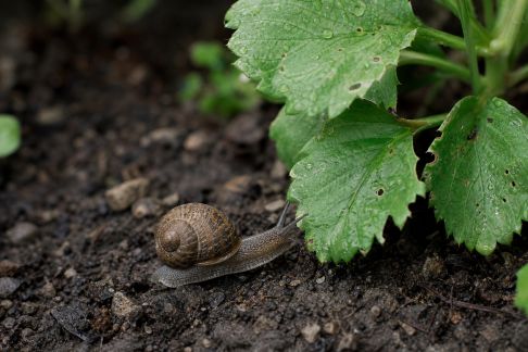 Lutter naturellement contre les escargots nuisibles aux feuillages