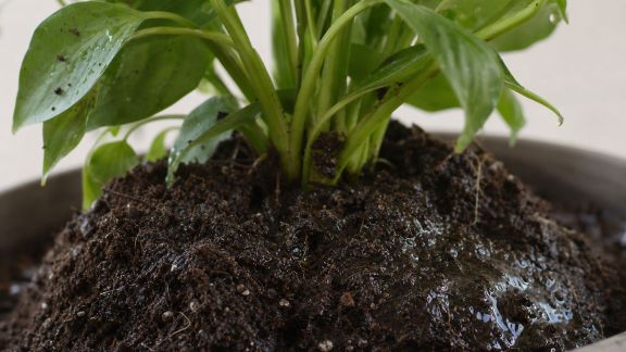 Mieux comprendre la circulation de l’eau pour booster la vitalité des plantes