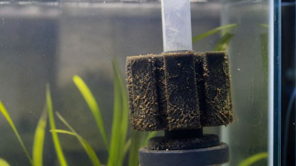Filtre encrassé ou surmené : signes qui doivent alerter tout aquariophile