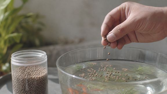Six critères pour sélectionner une nourriture de qualité pour poissons
