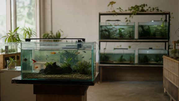 Comment éviter les faux-pas lors de l’achat des poissons débutants