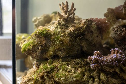 Solutions concrètes pour faire face aux algues indésirables dans un aquarium récifal