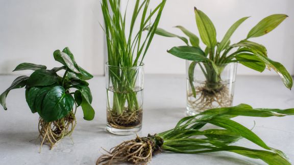 Quels critères privilégier pour choisir ses plantes aquatiques en bac